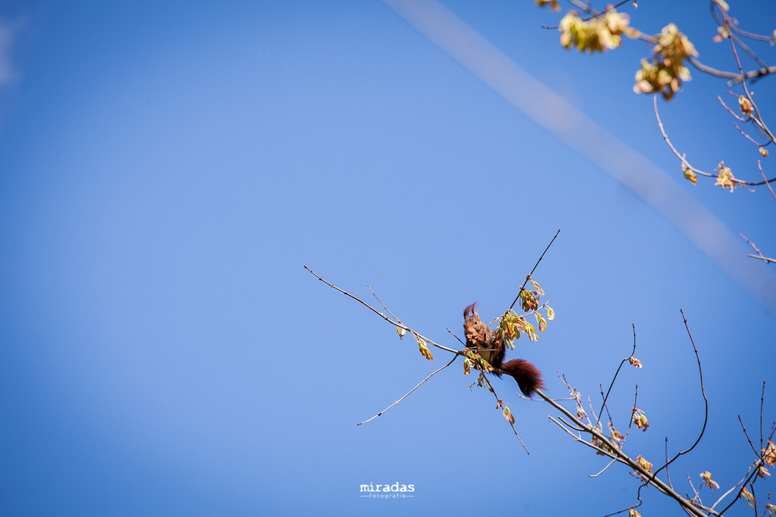 miradas toledo fotografo-6